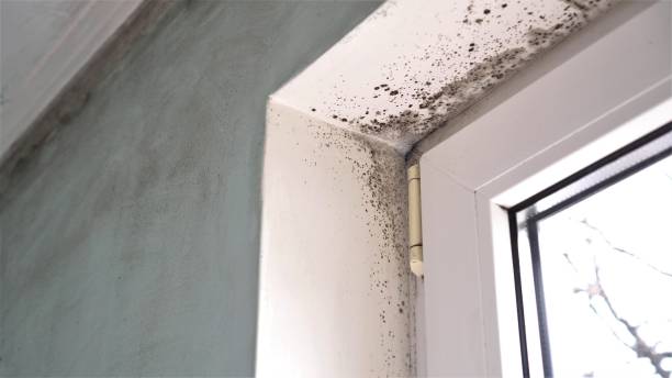 Asbestos and Lead Testing During Mold Inspection in Avon Park, FL