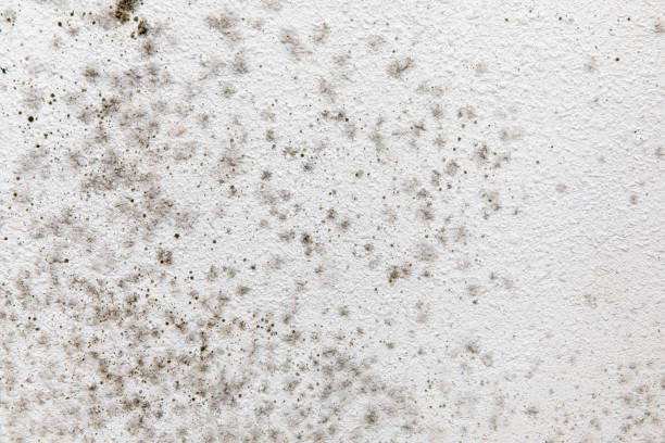 Mold Remediation for Vacation Homes in Avon Park, FL